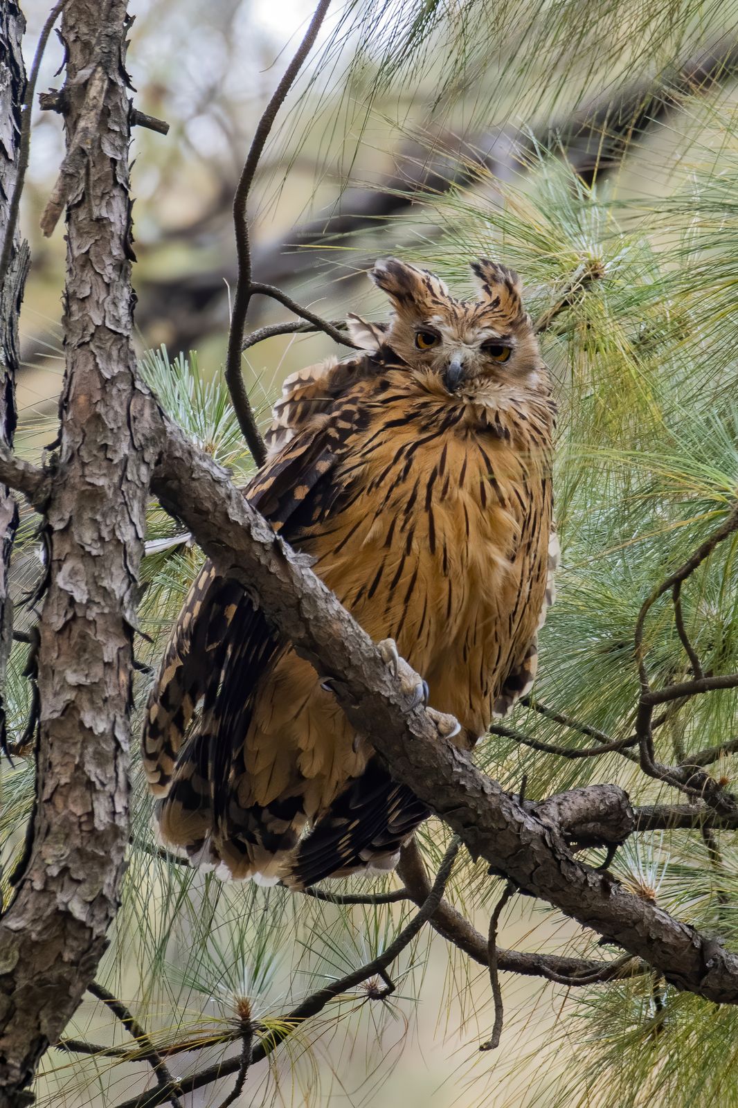Tawny fish owl (1)
